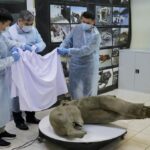 Penampakan Mumi Bayi Mammoth Utuh Berusia 50.000 Tahun di Rusia